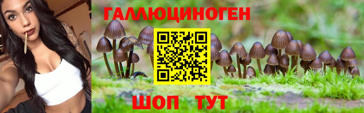 Галлюциногенные грибы Psilocybine cubensis Кашира